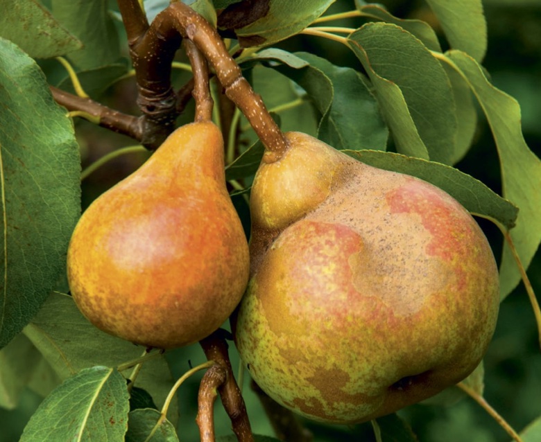 Pears cool season fruit to grow in your backyard ABC Organic